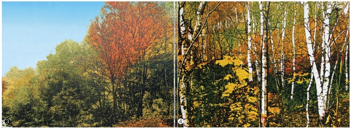 ❸ 가을, 184×77.5㎝, 유성목판, 2017(Ed.16+AP) ❹ 자작나무아래_가을, 101×187㎝, 유성목판, 2017