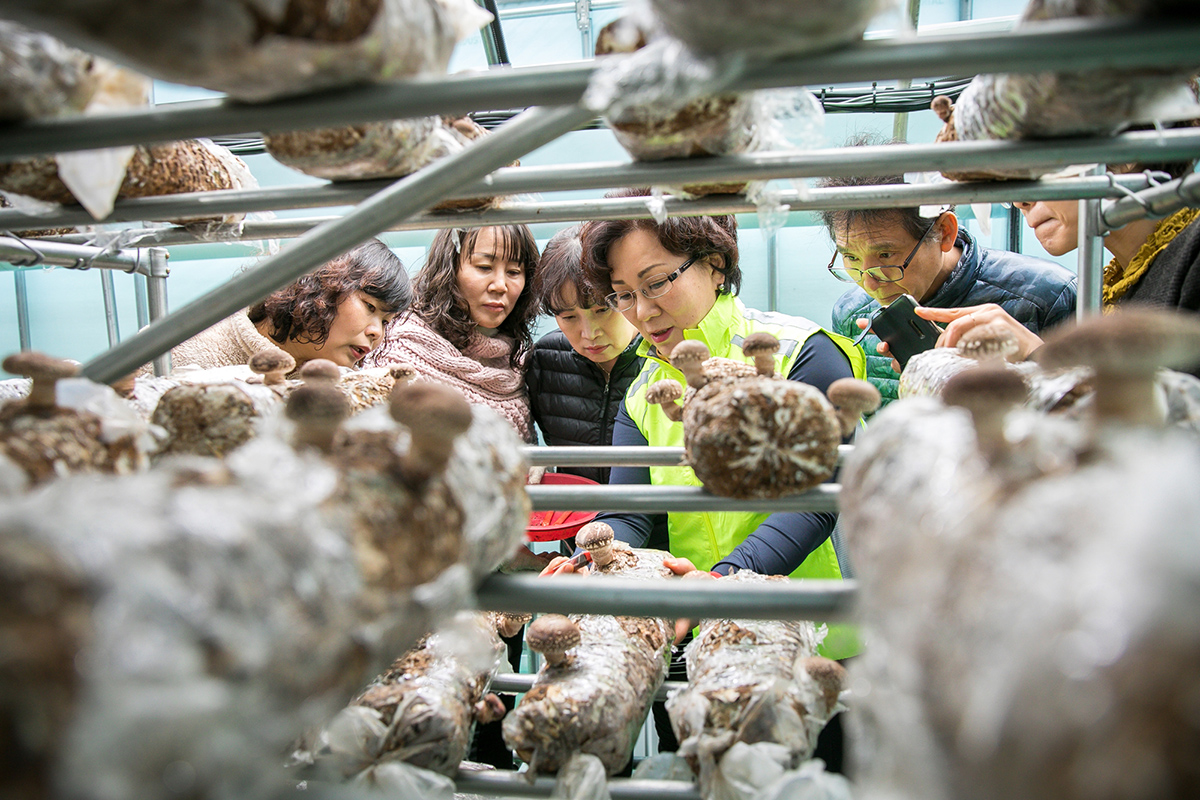 버섯재배전문가 수강생들이 송화버섯 재배지를 둘러보고 있다. [사진=오상민 작가]