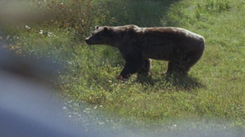 성인이 된 트리스탄은 곰에게 겨눴던 총구를 거둔다. 심오한 의미가 있다. [사진=더스쿠프 포토]