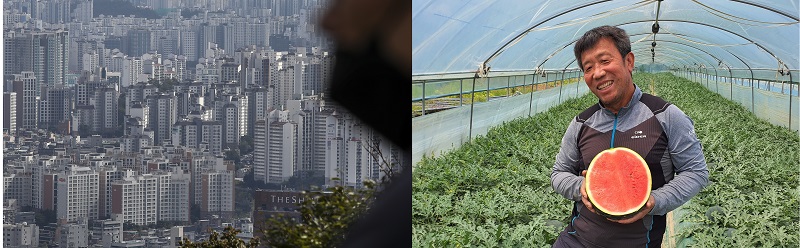 도시정비사업에서 최대 수주액을 기록한 현대건설(왼쪽). 롯데마트가 농협과 함께 판매한 ‘블랙위너 수박(오른쪽)’. [사진=뉴시스]