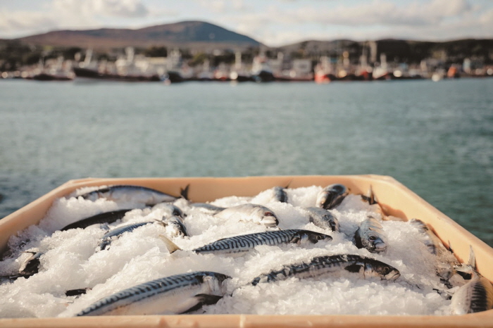 아일랜드는 세계 최고의 부어류 수출국 중 한곳이다.[사진=아일랜드수산청 제공]