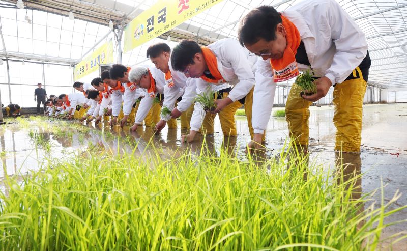 첫 모내기 행사 장면. [사진 | 뉴시스]