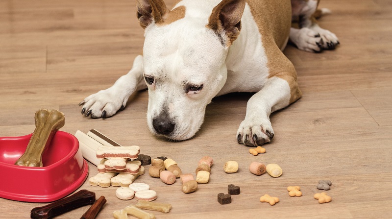 소득 대비 반려견 비용이 많지 않은지 한번쯤 점검할 필요가 있다.[사진=게티이미지뱅크]