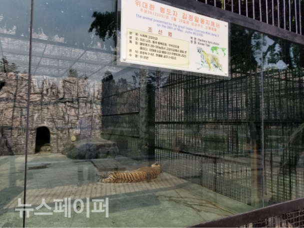 평양 중앙동물원의 백두산 호랑이