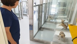 수의사는 왜 '진료비 표준수가제' 반대하나: 펫 보험 명암 [추적+] - 뉴스 썸네일 이미지