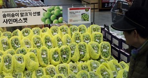 잘나갈 땐 등 떠밀고 망하니 모른 척? 샤인머스캣 농가의 배신감